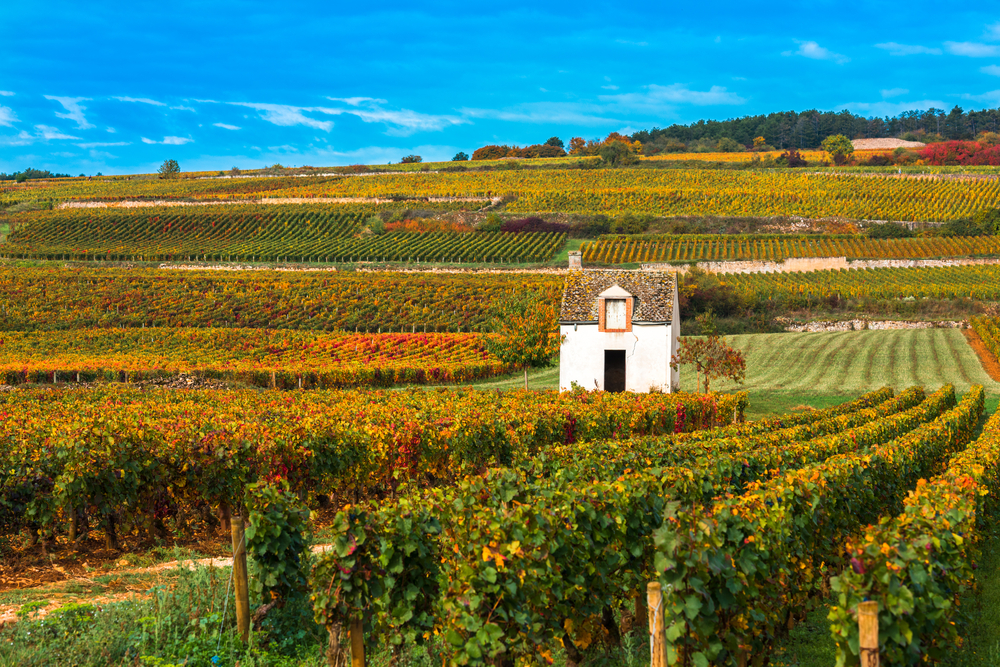 Belle Bourgogne: A Wine & Culture Tour of Burgundy