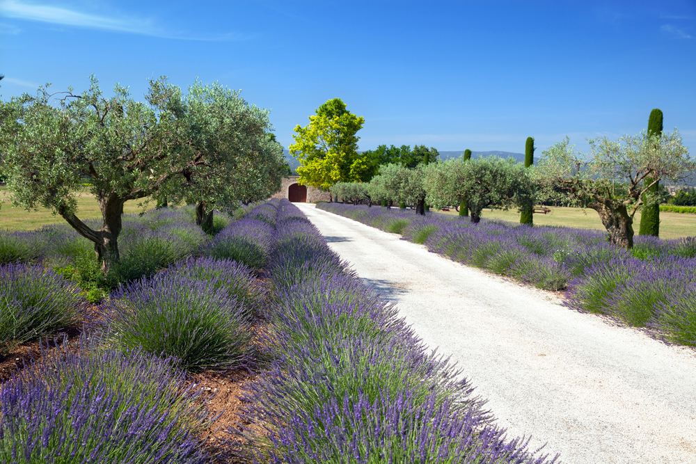 Flavors of Provence – A Wine, Food & Culture Experience